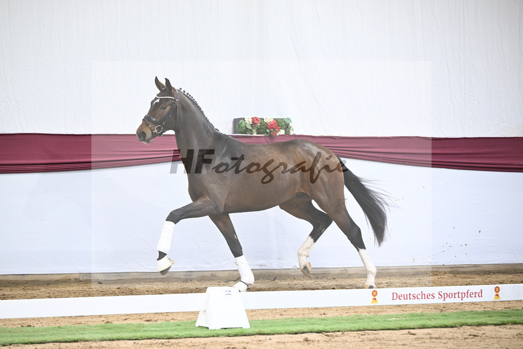 Kat-Nr. 35 Va Bene x San Amour I_Gestuet Greim_47251223 | hf-fotografie - Realisiert mit Pictrs.com