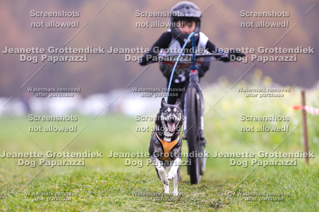 Dog Paparazzi - Visbeck 25 -324 | Dog Paparazzi Jeanette Grottendiek Fotografie & Videografie - Realisiert mit Pictrs.com