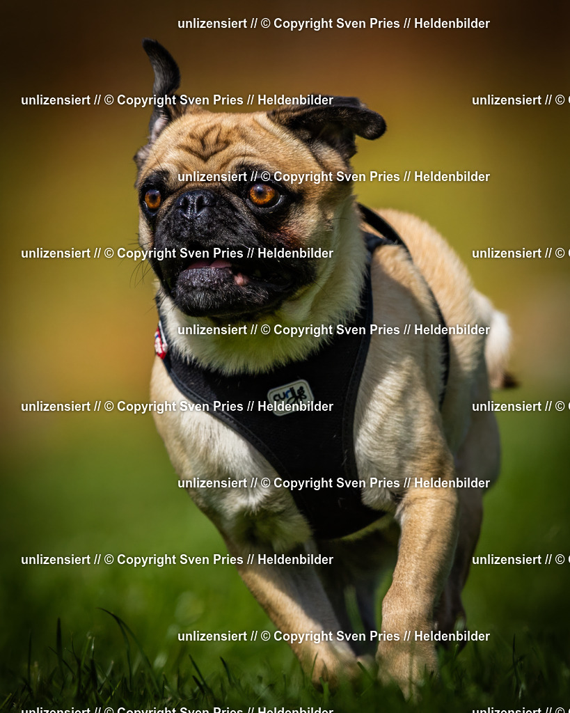 Sven Pries | 2025-04-13 - Hunderennen Baden-Baden - Realisiert mit Pictrs.com