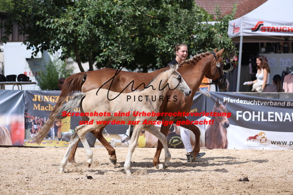 Fohlenschau_Schwäbisch_Hall_Ponys_KN 45_3 | lmwpictures - Realisiert mit Pictrs.com