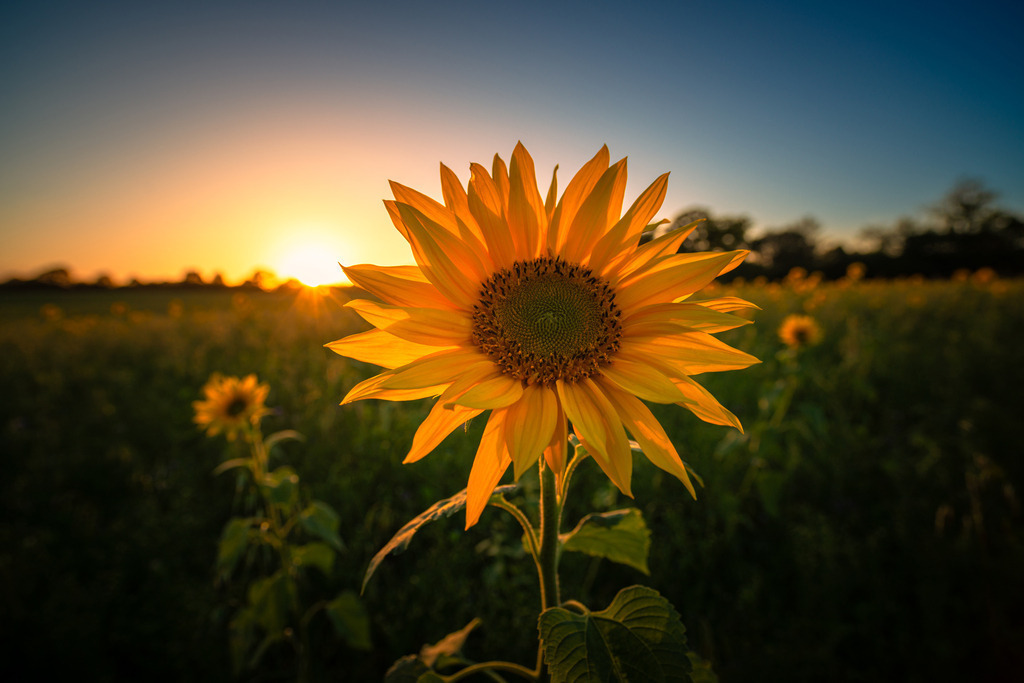 Sonnenblumenfeld | In diesem malerischen Moment verschmelzen Natur und Himmel miteinander, während die Sonnenblume stolz ihr Gesicht zur Sonne wendet und die Schönheit des Abends in ihrer vollen Pracht genießt. Es ist ein beeindruckendes Schauspiel, das die Magie der Natur und den Zauber eines Sonnenuntergangs vereint.