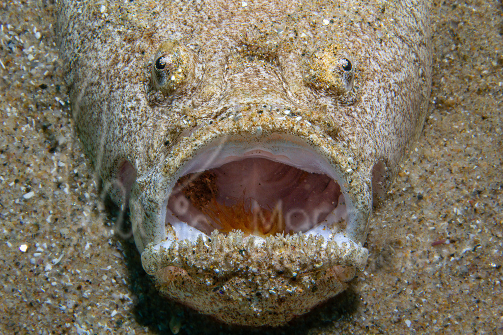 Uranoscopus scaber | Himmelsgucker - Realisiert mit Pictrs.com