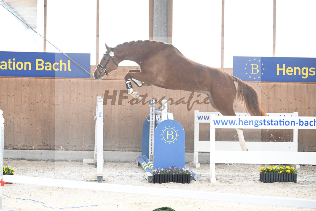 Kat-Nr. 51 nn v. Picobello vant Roosakker_Schindele_5250475 | hf-fotografie - Realisiert mit Pictrs.com