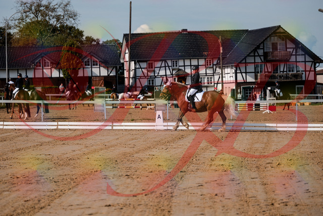 2026_10_03_Siefer-Hof_114158_Z63_22934549 | Professionelle Reitsport-, Turnier- und Eventfotografie von Robert Broda. Galerien mit ausgewählten und bearbeiteten Bildern direkt online ansehen und bestellen.