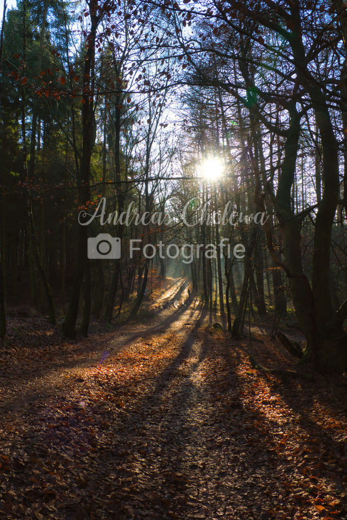 Licht und Schatten | Der Onlineshop für malerische Fotografien aus dem Landkreis Vechta✅ Premium Druck auf Leinwand✅ Acryl✅ oder Alu-Dibond✅➤Jetzt Bestellen! - Realisiert mit Pictrs.com