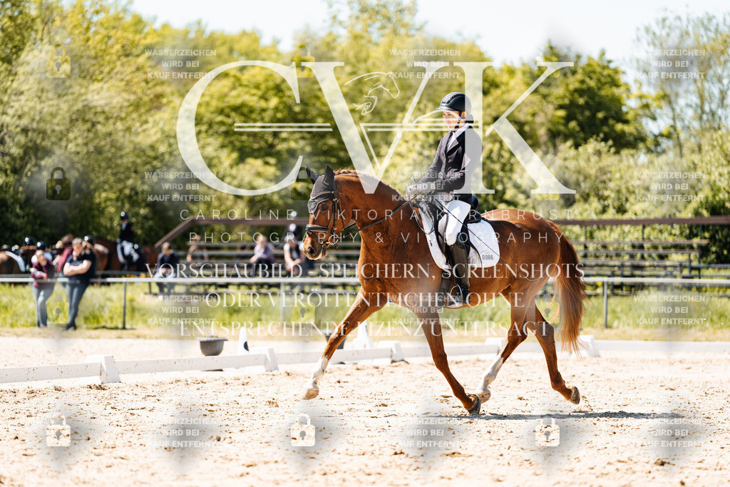 CK905973 | Turnierfotografie Pferdefotografie Trier Rheinland-Pfalz Pferdesport Reitsport Tierfotografie Sportfotografie Pferdevideo Pferdevideografie Equestrianvideography equestrianphotography  - Realisiert mit Pictrs.com