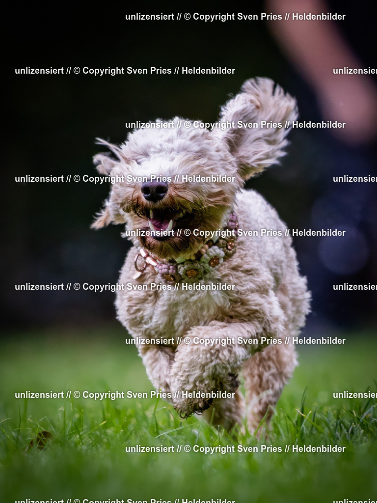 Sven Pries | 2024-10-19 - Hunderennen Ober-Grombach - Realisiert mit Pictrs.com