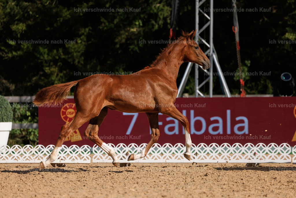 _AM19158 | working equitationturnier fotograf videograf stoibphotography marixx film working equitation deutschland reitsport turnierfotografie eventfotografie equestrian events