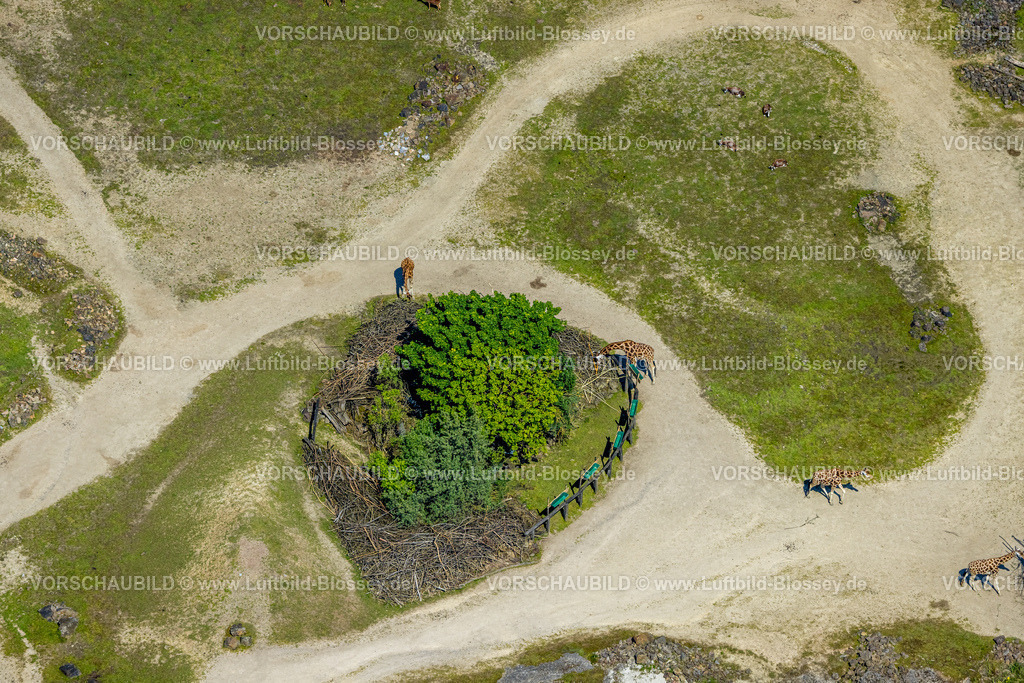 Gelsenkirchen230511273 | Luftbild, ZOOM Erlebniswelt Zoo, Giraffen, Bismarck, Gelsenkirchen, Ruhrgebiet, Nordrhein-Westfalen, Deutschland