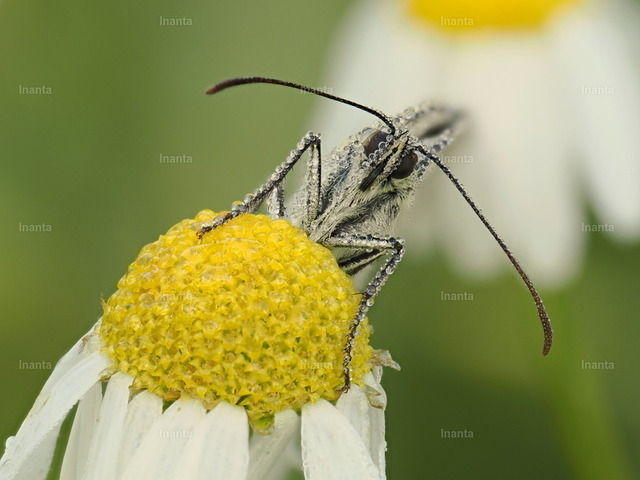 Schachbrett (Melanargia galathea) | Inanta - Realisiert mit Pictrs.com