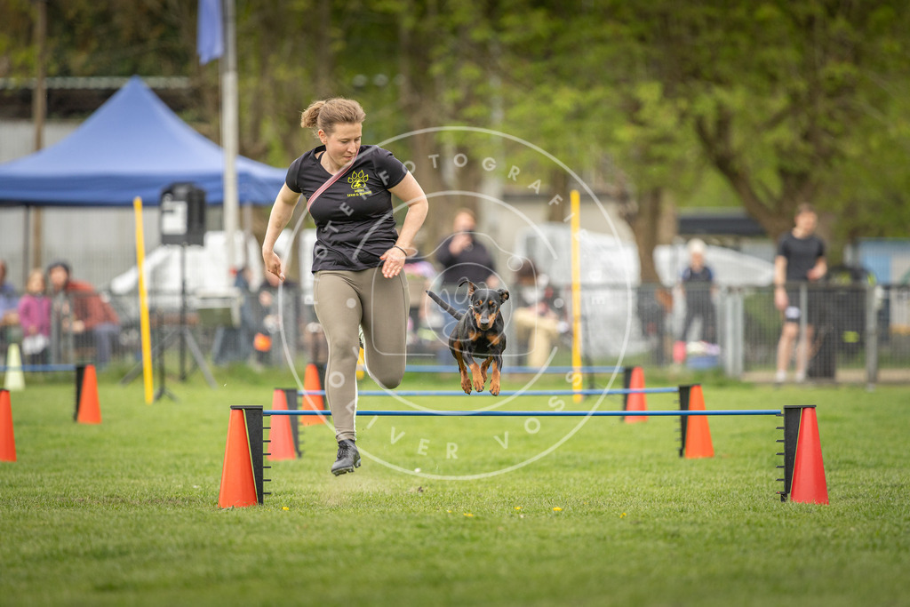 Pfotenfotografie_DV3A0599 | Hundefotografie, Tierfotograf, Pfotenfotografie, Fotoshooting Hund, Hunde Portrait, Hundesport, Hundeportraits, Heideshooting, Hunde, Sportfotograf, Hundefotograf, Turnierhundsport, THS,  - Realisiert mit Pictrs.com
