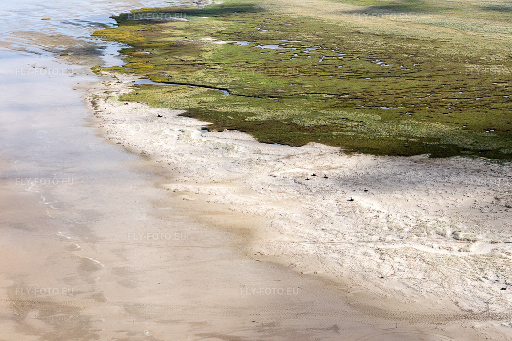 Vue aérienne: Bétail dans les dunes sur la plage de sable à Fanø dans le département Syddanmark, Danemark. Photo: IMG_118571.jpg prise le 21/09/2019 par Werner Riehm/FLY-FOTO.eu – Résolution de l'original: 5472 x 3648 px