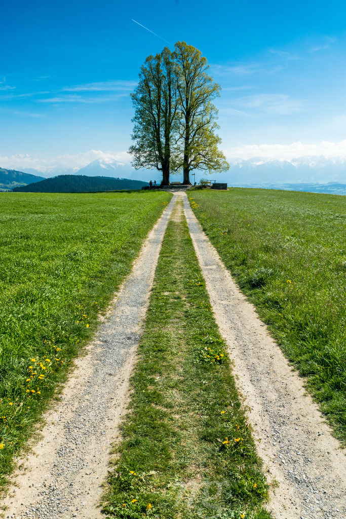 Limetree on Ballenbühl | these beautiful two enormous limetrees are standing on a great viewpoint on Ballenbühl, Switzerland - Realizado com Pictrs.com