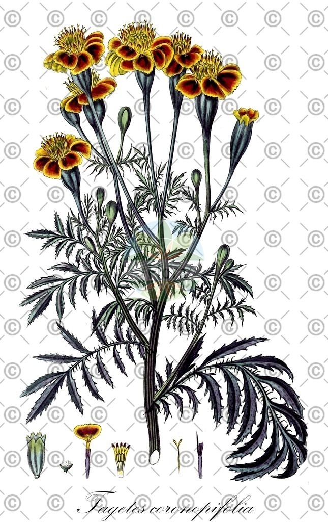 HistAbb_wfo-0000170903_1_ENZY_Simple | Historische Abbildung von Tagetes coronopifolia - Asteraceae | Historical Illustration of Tagetes coronopifolia - Asteraceae
