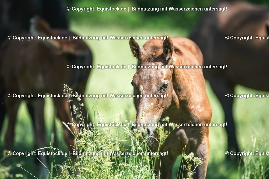 20210617_Fohlen_0109 | Foto: Thomas Hartig