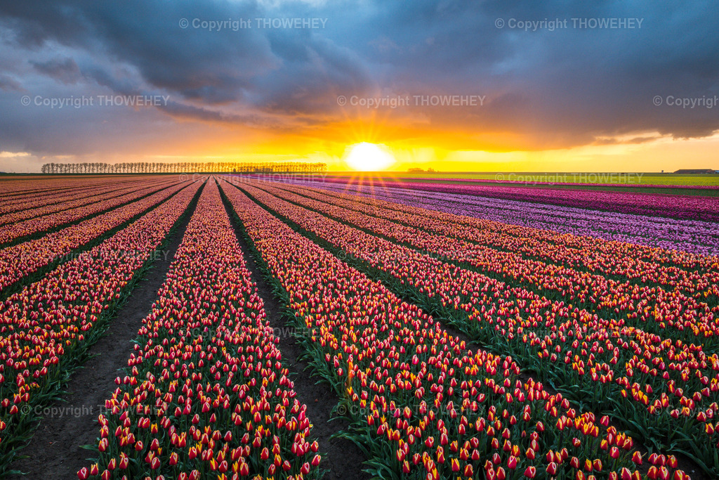 _1033609 | thowehey - Realisiert mit Pictrs.com