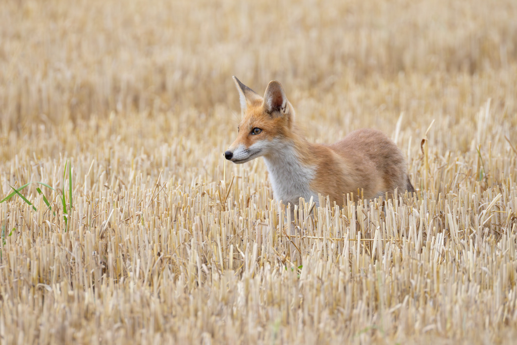 Der Fuchs | Der Rotfuchs (Vulpes vulpes) ist das am weitesten verbreitete Raubtier in Mitteleuropa und hat sich dank seiner erstaunlichen Anpassungsfähigkeit in nahezu allen Lebensräumen etabliert, von dichten Wäldern bis hin zu städtischen Gebieten. Er gehört zur Familie der Hundeartigen, weist aber mit seinen schlitzförmigen Pupillen und der Art, wie er mit seiner Beute spielt, auch katzenartige Züge auf. Der Fuchs ist ein geschickter Jäger und wird nicht umsonst als „schlau wie ein Fuchs“ bezeichnet. - Realisiert mit Pictrs.com