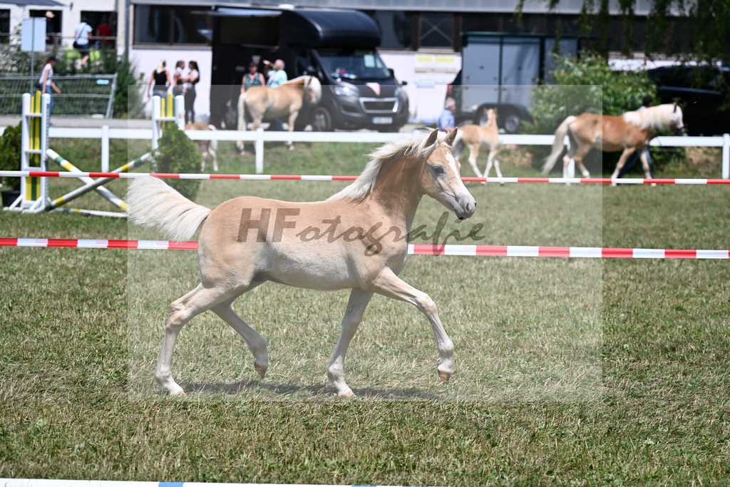 Kat-Nr. 19 HF v. Armani-Ass x Willi-V_Steinbauer_22250457 | hf-fotografie - Realizzato con Pictrs.com