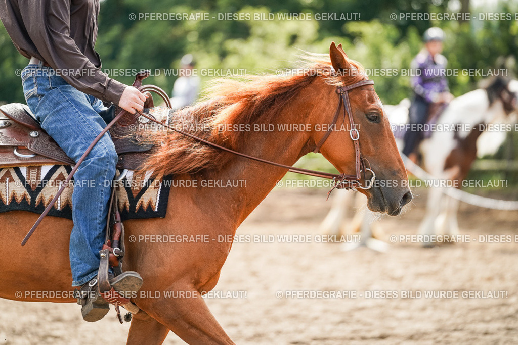 DSC04831 | Pferdegrafie