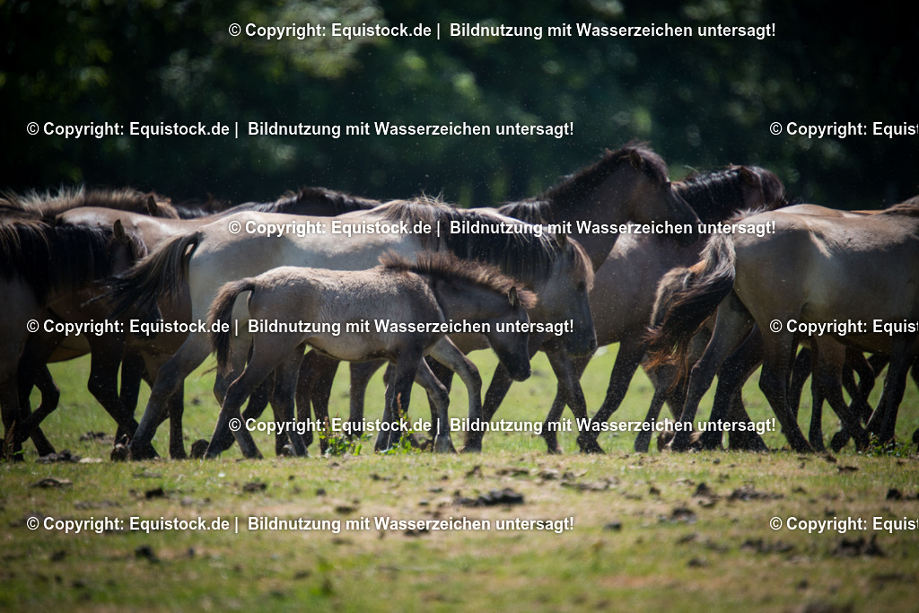 20150711_TOMsPiC_0198 | equistock