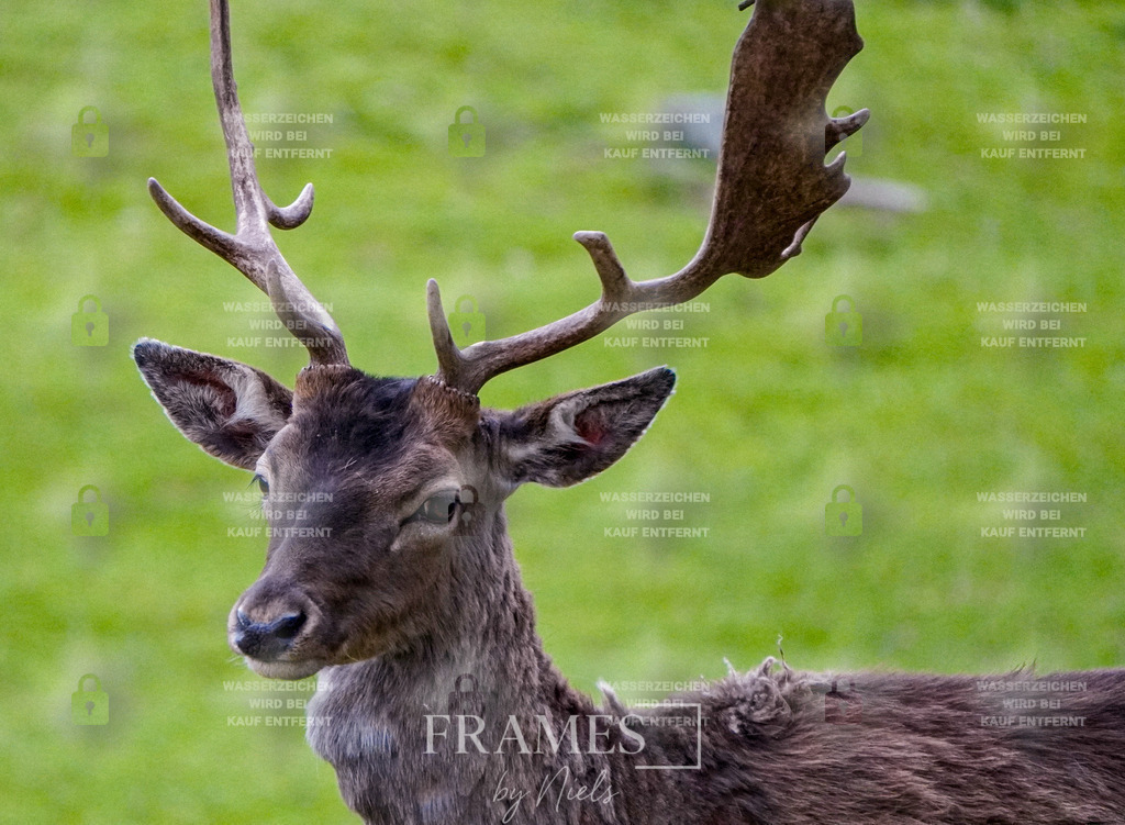Damhirsch | Frames by Niels – Fotograf aus Wassenberg (Nähe Mönchengladbach). Natürliche Fotos von Menschen, Tieren, Produkten und Architektur. Outdoor-Shootings & professionelle Prints direkt im Shop bestellen oder vor Ort buchen. - Realisiert mit Pictrs.com
