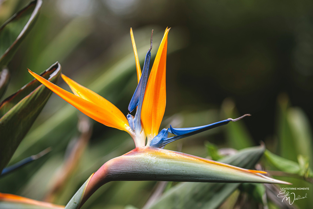 Botanicactus, Ses Salines | Herzlich willkommen auf meiner Seite! Ich bin Elke Wallnisch, Deine Fotografin für lichtstarke Momente. Der Name steht für alles, was mich mit der Fotografie verbindet: Das Licht und seine machtvolle Wirkung auf eine Situation oder unsere Stimmung - Realisiert mit Pictrs.com