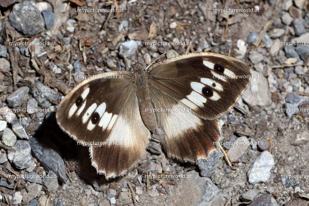 Chazara briseis-010 | Das Bilderarchiv über Tiere, Planzen und Landschaften. In der Bilddatenbank finden Sie ein große Auswahl an hochwertigen Bilder für Ihre Werbung - Realized with Pictrs.com