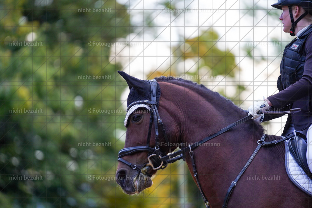 20221009-FAH08256 | Diessen am Ammersee, 2022, Dressur- und Springturnier, Reitsportbilder, Turnierfotografen Bayern, Pferdefotografen, Fotoagentur Herrmann, Turnierbilder