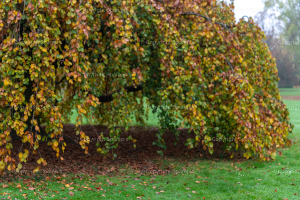 CRO_Autumn_Trees21_Bokeh | sparepix - Realisiert mit Pictrs.com