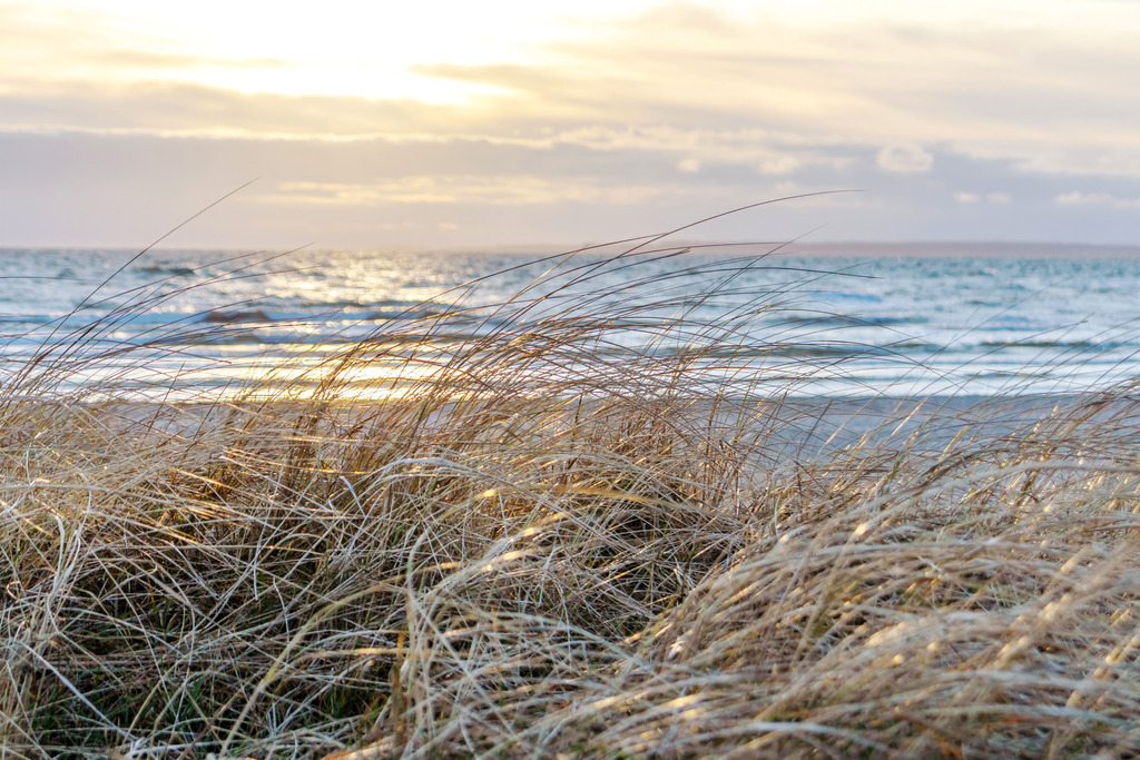 Wandbild: Strandhafer im Sonnenschein am Meer | Dieses Wandbild im Querformat zeigt eine schöne Morgenstimmung am Meer. Im Vordergrund ist Strandhafer zu sehen der vom Licht der aufgehenden Sonne angeleuchtet wird. Die Sonne scheint durch eine leichte Bewölkung am Horizont. - Realisiert mit Pictrs.com