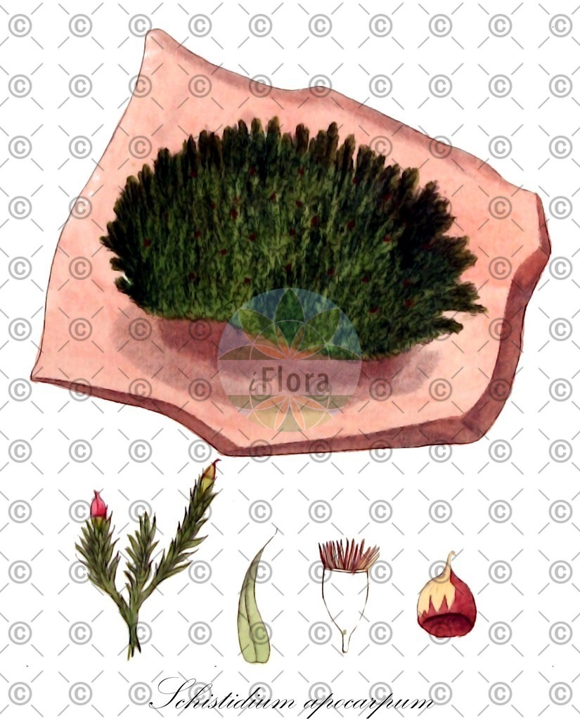 HistAbb_wfo-0000138105_1_ENZY_Simple | Historische Abbildung von Schistidium apocarpum - Grimmiaceae | Historical Illustration of Schistidium apocarpum - Grimmiaceae