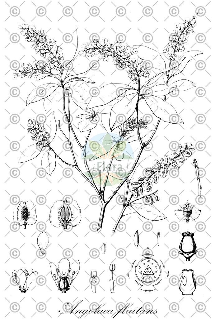 HistAbb_wfo-0000536542_464_ENZY_Simple | Historische Abbildung von Angolaea fluitans - Podostemaceae | Historical Illustration of Angolaea fluitans - Podostemaceae