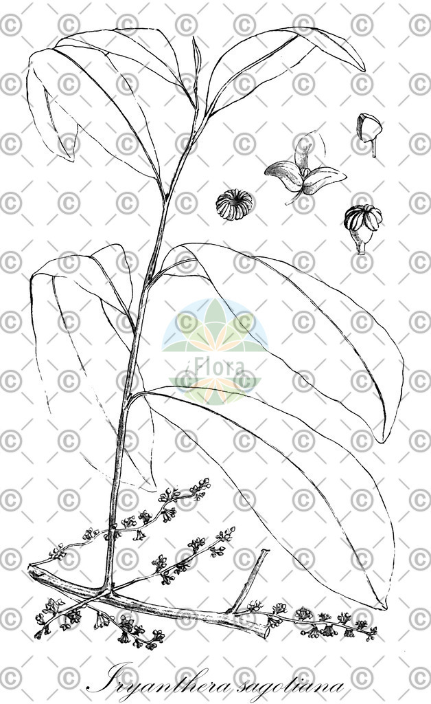 HistAbb_wfo-0000447122_1_ENZY_Simple | Historische Abbildung von Iryanthera sagotiana - Myristicaceae | Historical Illustration of Iryanthera sagotiana - Myristicaceae