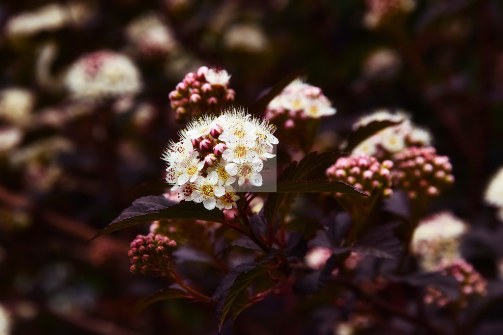 Makro - floral (56) | Buche Fotoshootings und entdecke hochwertige Fotoprodukte bei Mathias Ku Photos. Personalisiert, kreativ & mit Liebe zum Detail. Jetzt informieren! - Realisiert mit Pictrs.com