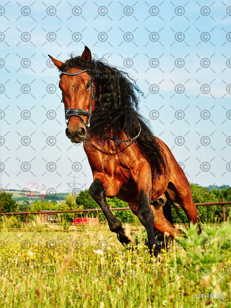 176_202406_Niki-Herodes_NZ9_9991 | proPHOTO - Realisiert mit Pictrs.com