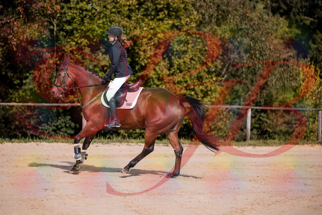 2026_10_03_Siefer-Hof_143525_Z81_03962473 | Professionelle Reitsport-, Turnier- und Eventfotografie von Robert Broda. Galerien mit ausgewählten und bearbeiteten Bildern direkt online ansehen und bestellen.
