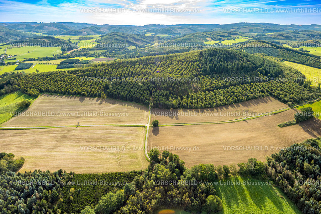 Sundern230905221 | Luftbild, Naturschutzgebiet Wacholdervorkommen Gräfenberg, Baum an einer Kreuzung, Formen und Farben, Sundern, Sauerland, Nordrhein-Westfalen, Deutschland