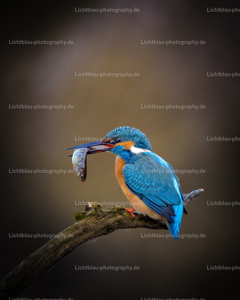 Eisvogel-08 | Hans-Bernd Lichtblau Photography. Finden Sie wunderschöne Fotografien aus Landschaft und Natur.  - Realisiert mit Pictrs.com