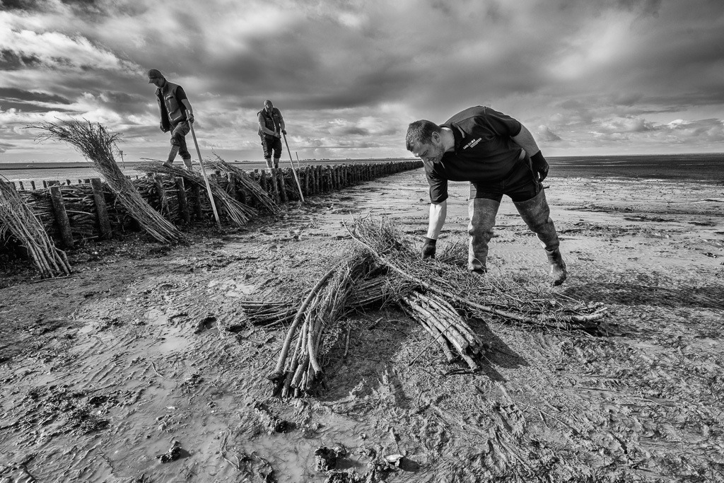 Lahnungsarbeiten des LKN.SH im Watt vor Pellworm © Holger Rüdel | Der Online-Shop von Holger Rüdel. Ausgewählte Fotografien als FineArt-Prints bestellen: Bildreportagen, Landschaften, Wildlife, History, Infrarot-Motive in Schwarzweiß und Verschiedenes.  - Realisiert mit Pictrs.com