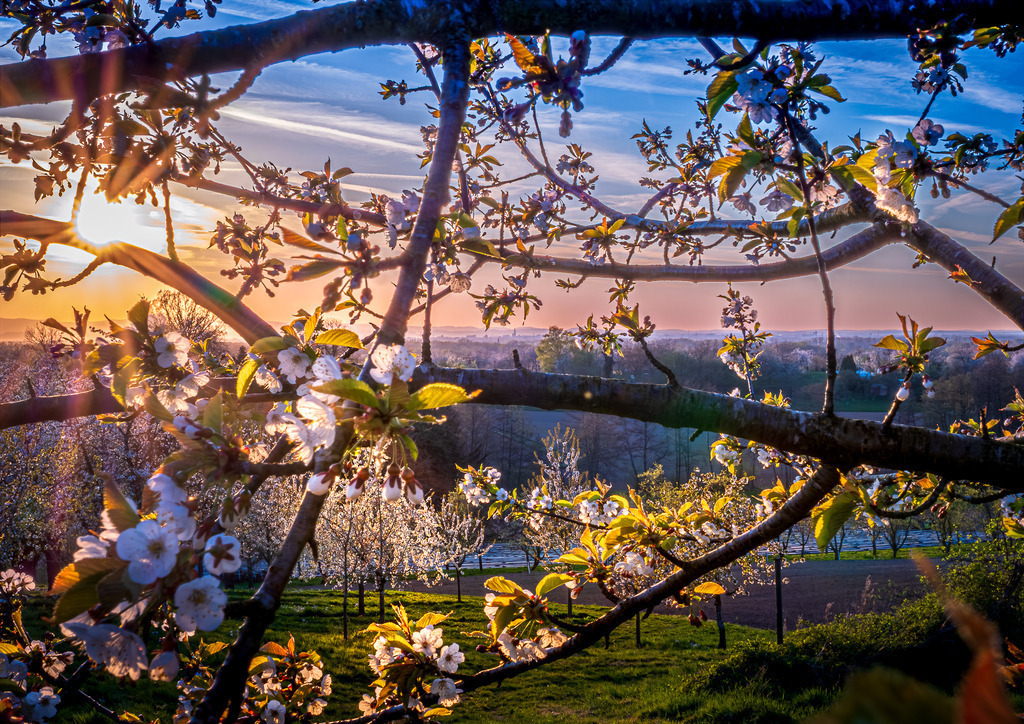 MPI_Blüten_0030 | Kirschblüte bei Appenweier - Realisiert mit Pictrs.com