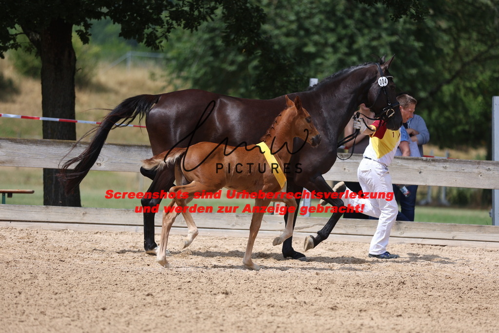 Fohlenschau_Schwäbisch_Hall_dressurbetonte_Fohlen_SIEGERFOHLEN_KN 4_16 | lmwpictures - Realisiert mit Pictrs.com