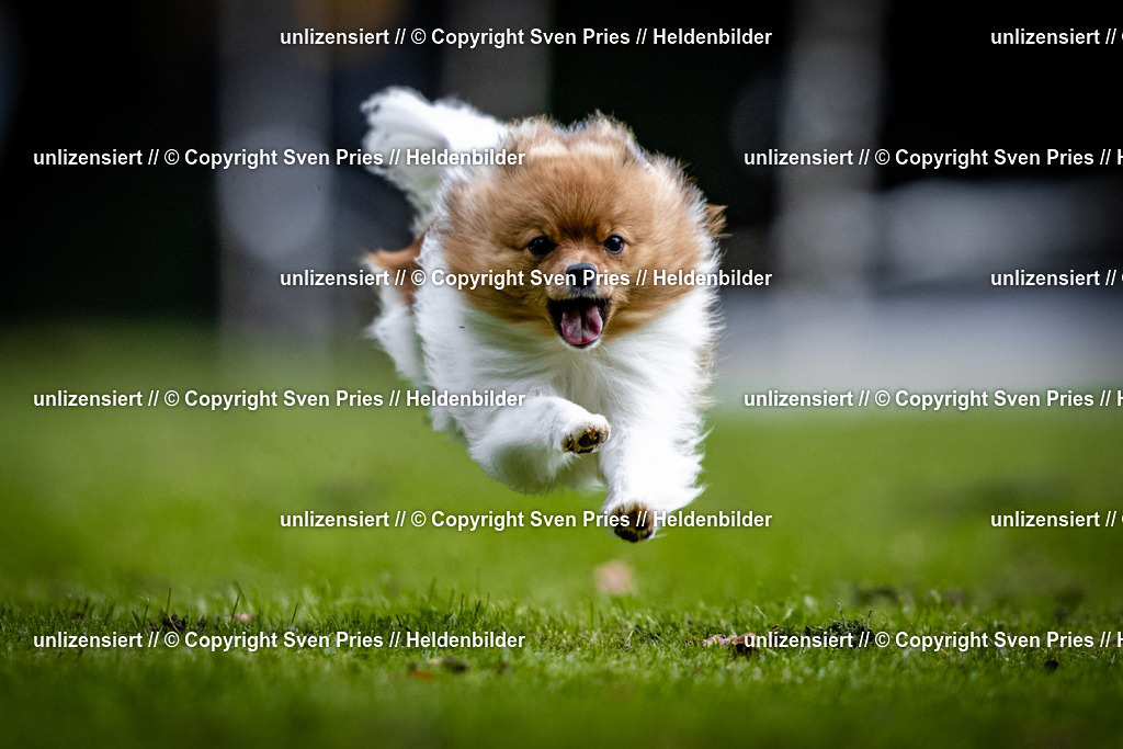 Sven Pries | 2025-10-03 - Hunderennen Obergrombach - Realisiert mit Pictrs.com