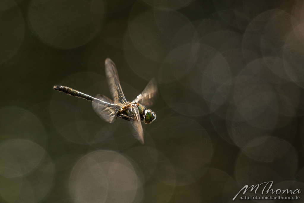 Smaragdlibelle im Flug | Dies ist der Online-Shop von naturfoto.michaelthoma.de. Ich bin leidenschaftlicher Naturfotograf und fotografiere von der Andromedagalaxie bis zum Zwergtaucher, von der Ameise bis zum Orionnebel alles was mit Natur zu tun hat. Hier kann eine Auswahl meine - Realisiert mit Pictrs.com
