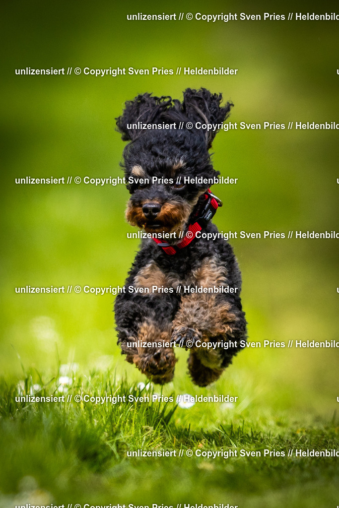 Sven Pries | 2025-04-13 - Hunderennen Baden-Baden - Realisiert mit Pictrs.com