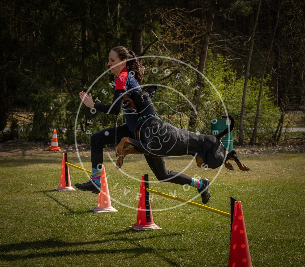 Pfotenfotografie_DV3A3835 | Hundefotografie, Tierfotograf, Pfotenfotografie, Fotoshooting Hund, Hunde Portrait, Hundesport, Hundeportraits, Heideshooting, Hunde, Sportfotograf, Hundefotograf, Turnierhundsport, THS,  - Realisiert mit Pictrs.com