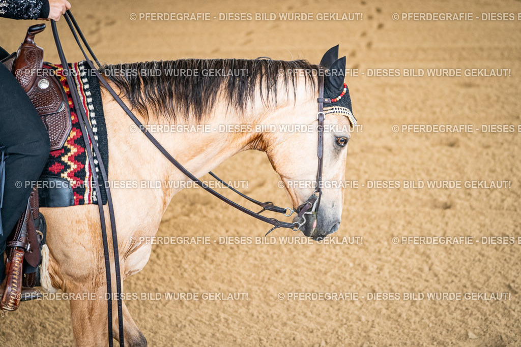 DSC01772 | Pferdegrafie