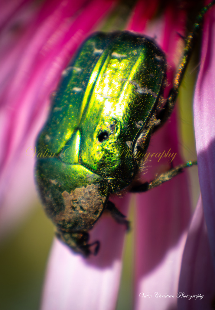 ULMA 25 | Christian Vulin  - Realisiert mit Pictrs.com