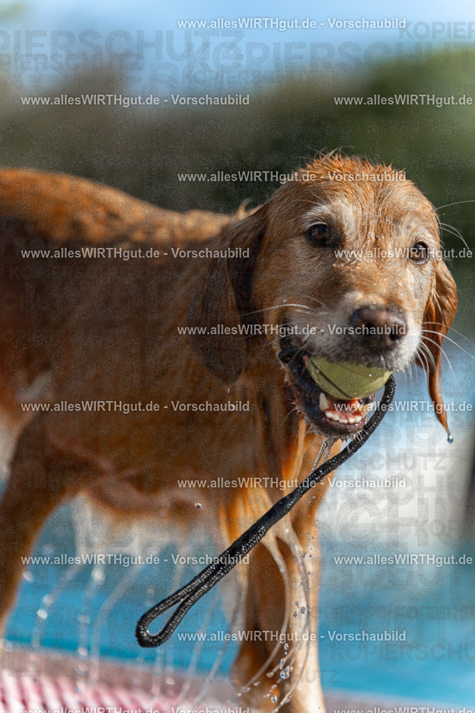 Hundeschwimmen_Volksbad_2026-allesWIRTHgut_Tierfotografie-2609061102-101201-7R509346 | Professionelle Tierfotografie in Mönchengladbach von Daniel Wirth (allesWIRTHgut). Liebevolle & natürliche Bilder von Hunden & Katzen für unvergessliche Erinnerungen.