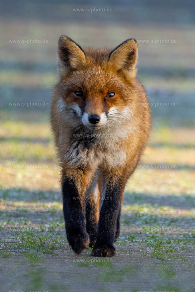 Rotfuchs | mystische Begegnung auf dem Friedhof - Realisiert mit Pictrs.com