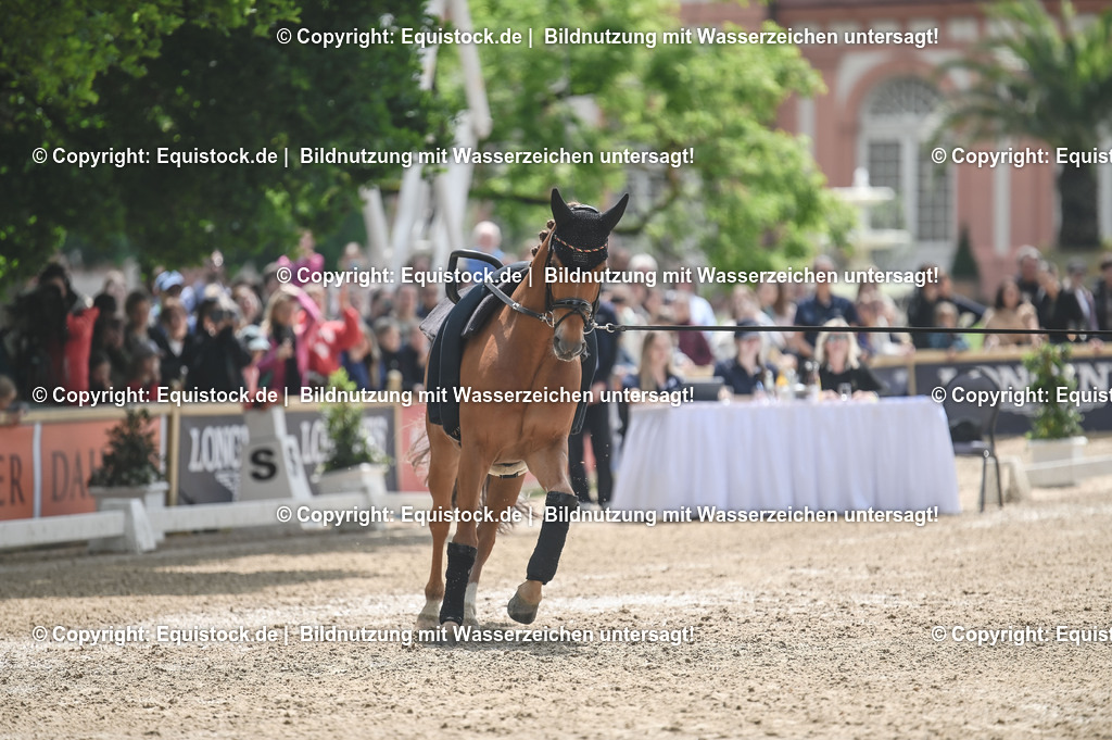 20240519_Voltige_0551 | Foto: Thomas Hartig